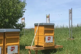 Bienenstöcke  Bild 9