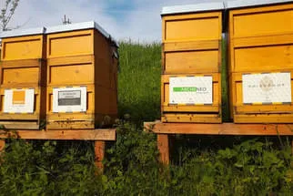 Bienenjahr '18 Bild 101