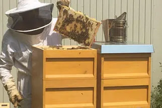 Bienenjahr '18 Bild 117