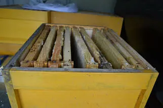 Bienenjahr '18 Bild 212
