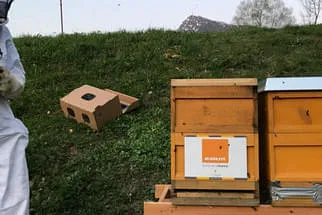 Bienenjahr '18 Bild 298