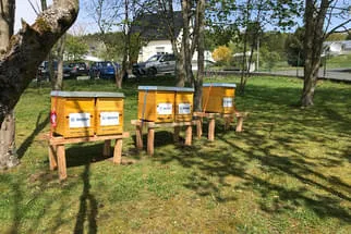 Bienenjahr '18 Bild 321