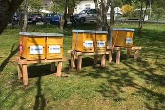 Bienenjahr '18 Bild 323