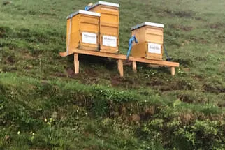 Bienenjahr '18 Bild 71