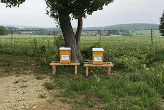 Bienenjahr '18 Bild 57