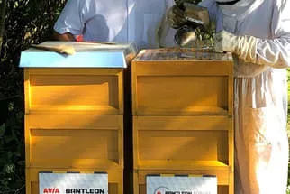 Bantleon Bild 25