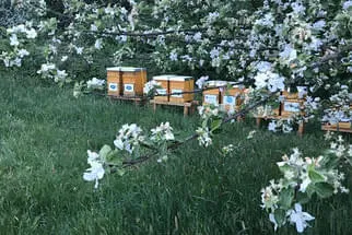 Entecco Bild 1